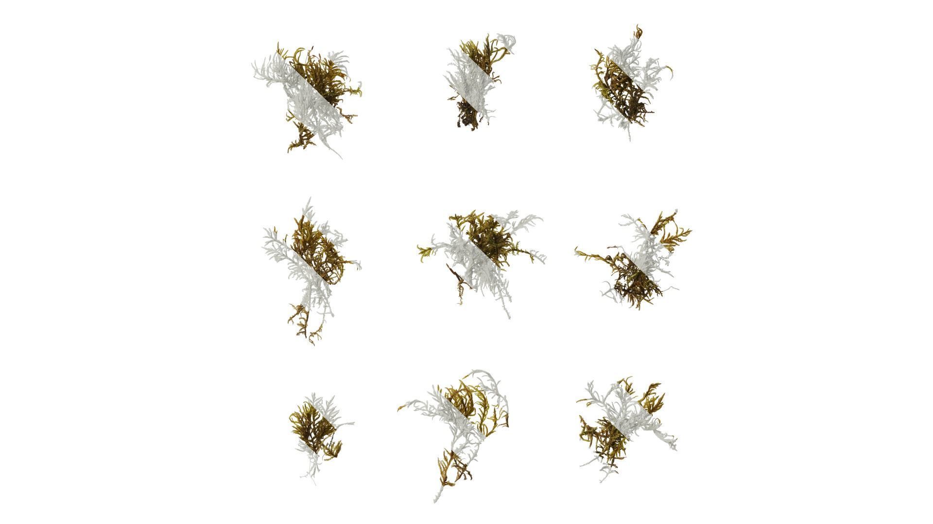 Anydrafts Bryophytes Atlas 88 Texture