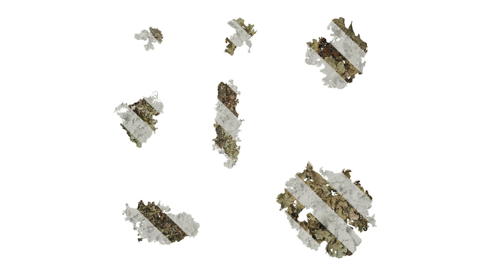 Anydrafts Bryophytes Atlas 90 Texture