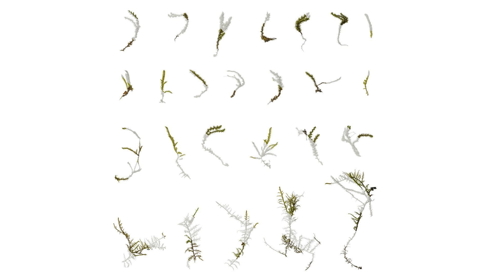 Anydrafts Bryophytes Leaf 02 Texture