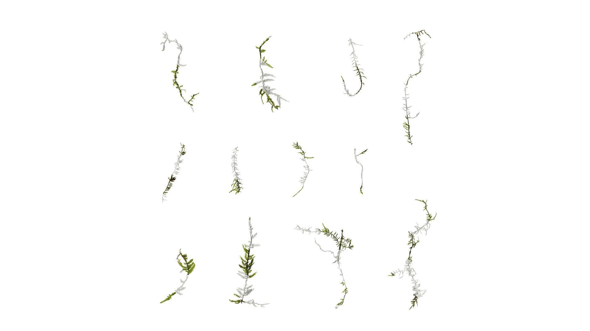 Anydrafts Bryophytes Leaf 03 Texture