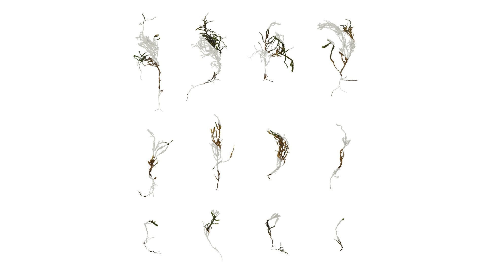 Anydrafts Bryophytes Leaf 32 Texture