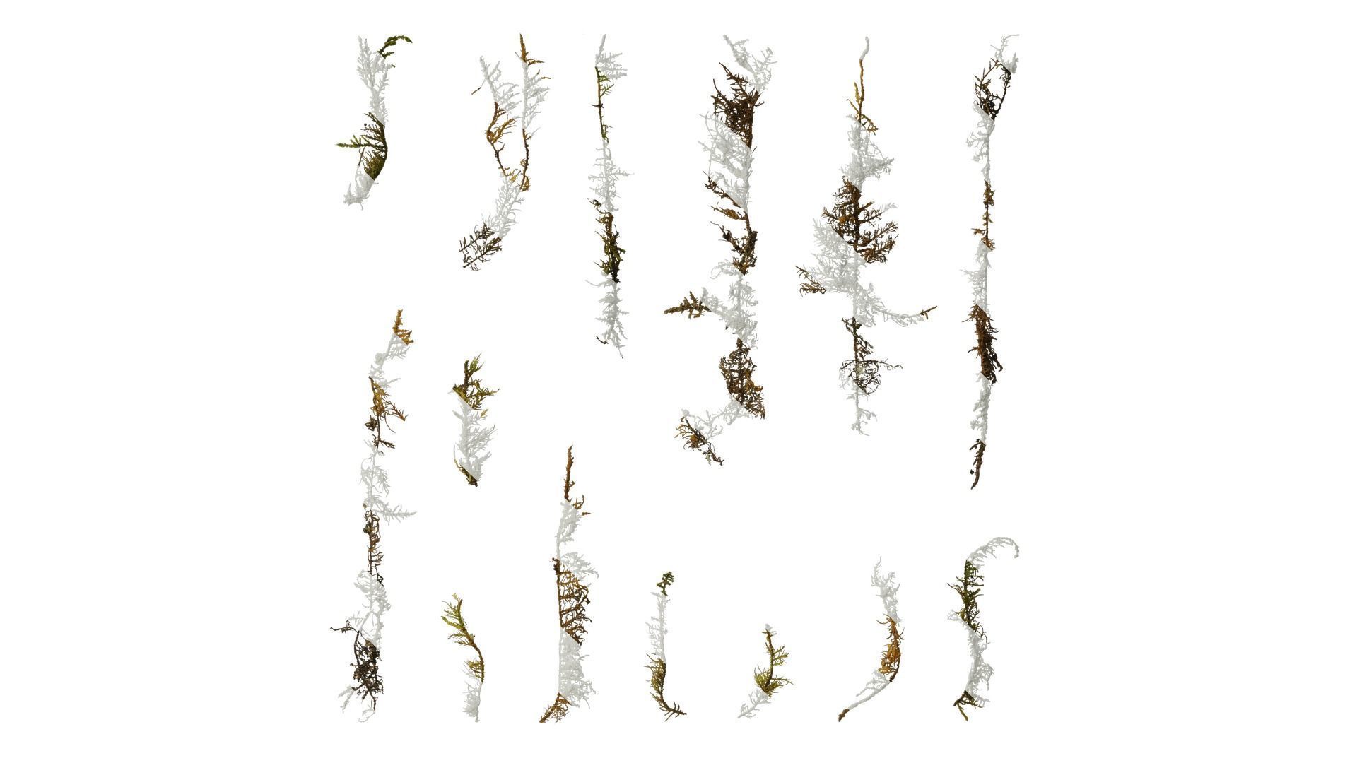 Anydrafts Bryophytes Leaf 33 Texture