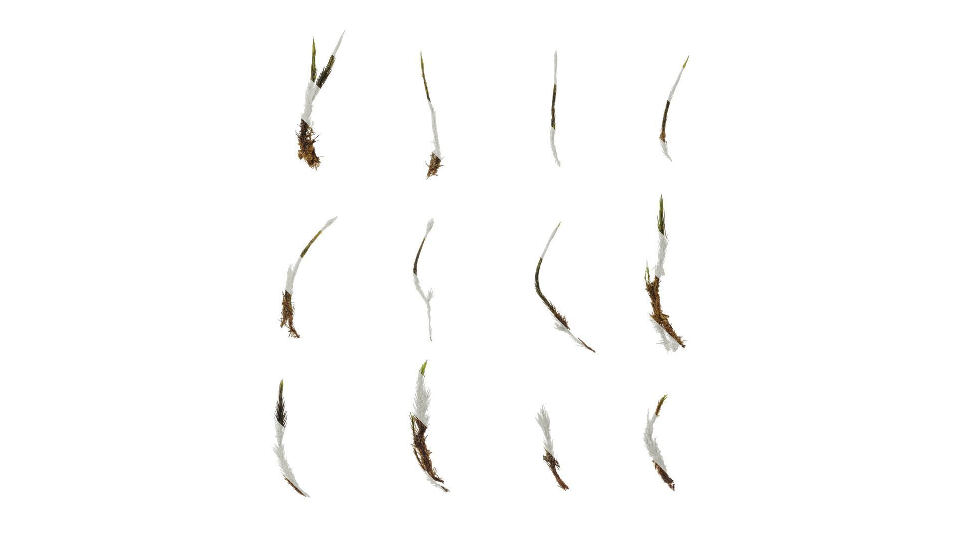 Anydrafts Bryophytes Leaf 34 Texture