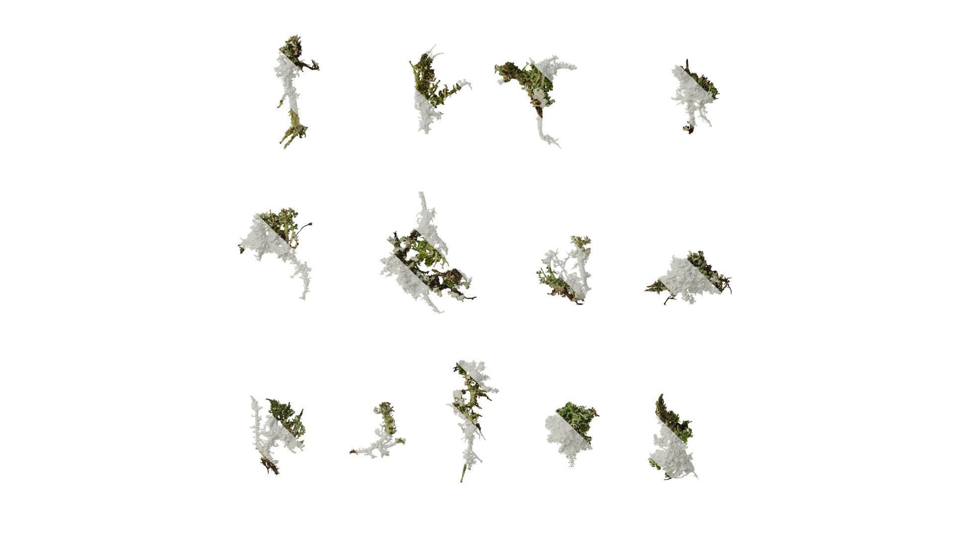 Anydrafts Bryophytes Leaf 38 Texture