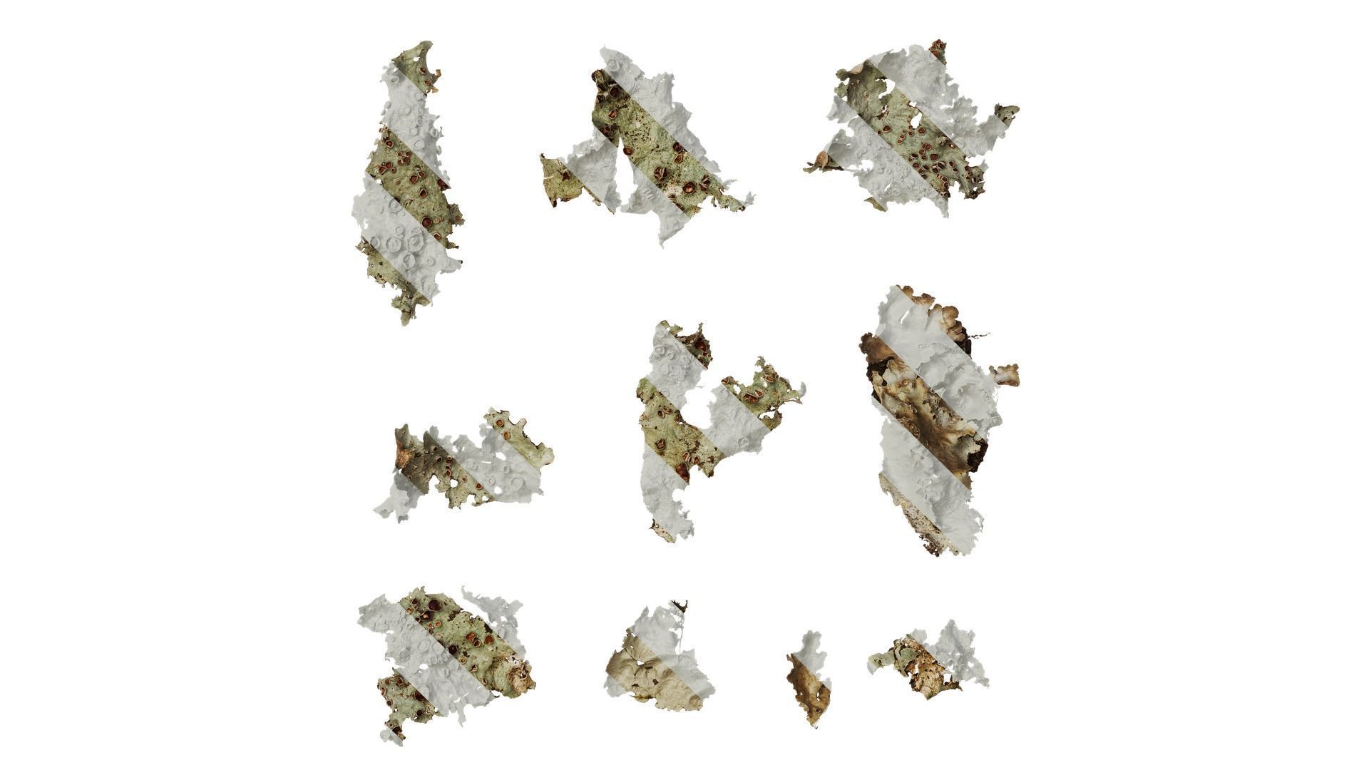 Anydrafts Bryophytes Leaf 45 Texture