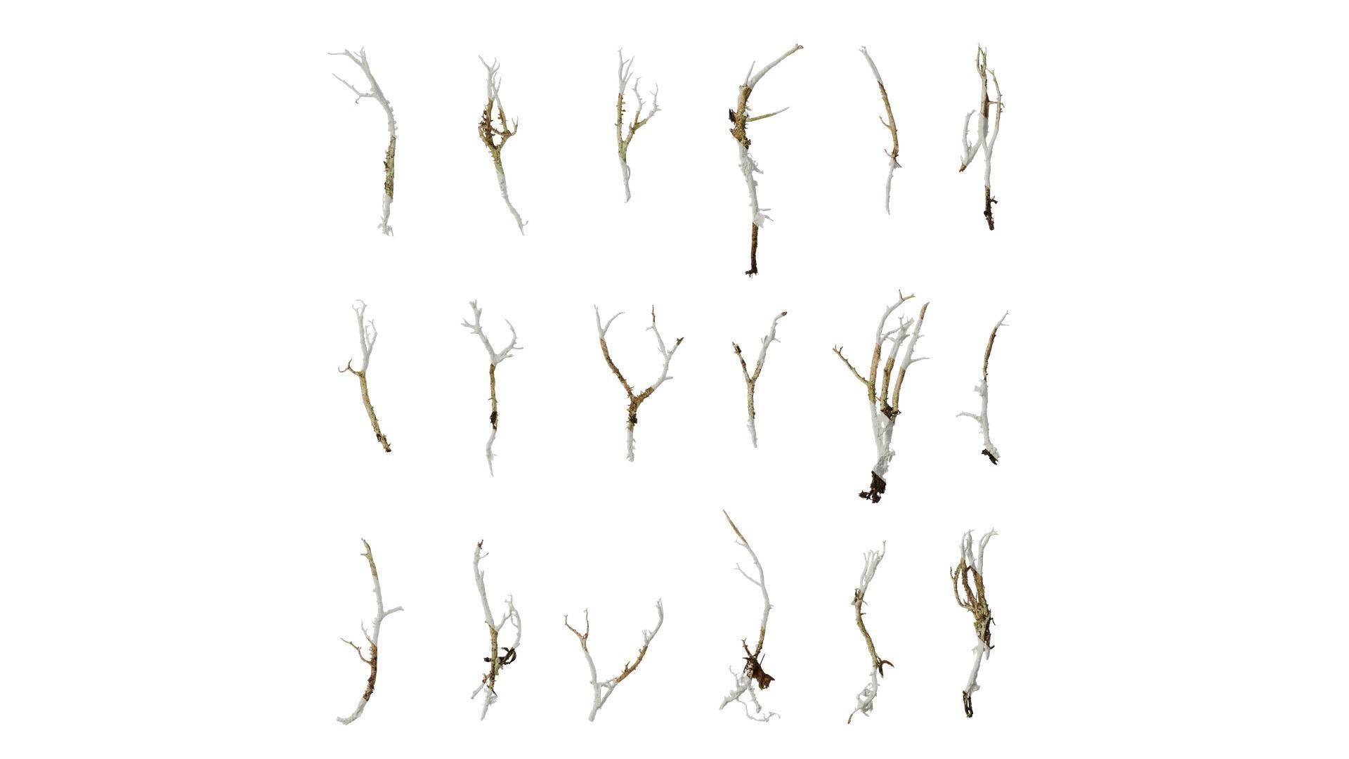 Anydrafts Bryophytes Leaf 50 Texture