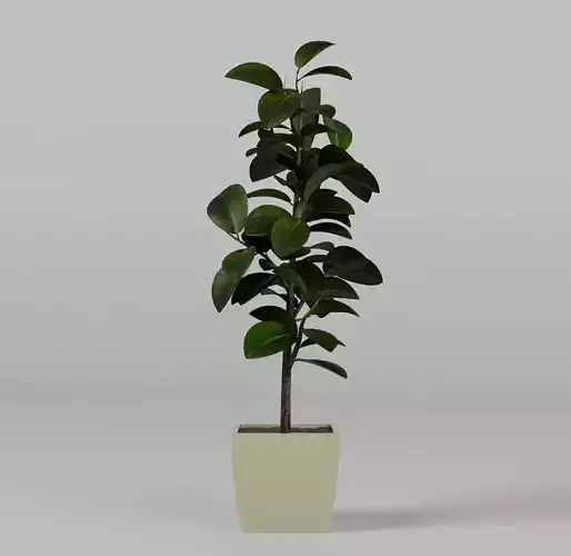 Potted plant Ficus elastica 