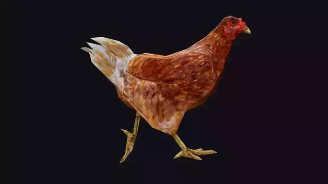 Chicken Roaster Farm Bird Animated Animal Village Birds Poultry