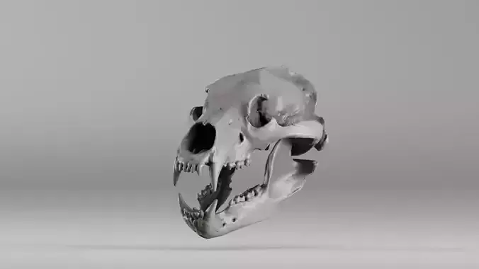 001585 Bear Skull