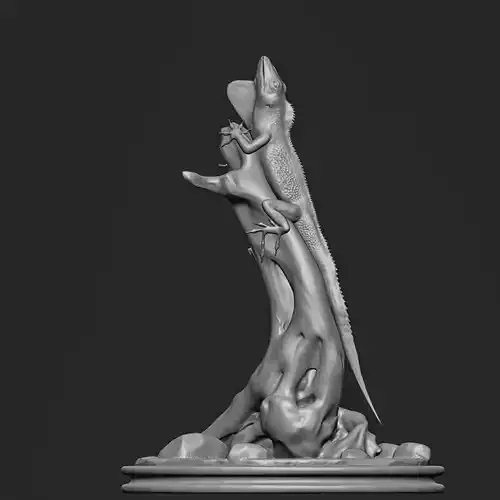 Anolis Aquaticus - The Water Anole