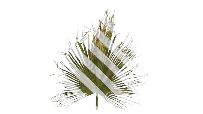 Anydrafts Livistona chinensis Leaf 05 Texture