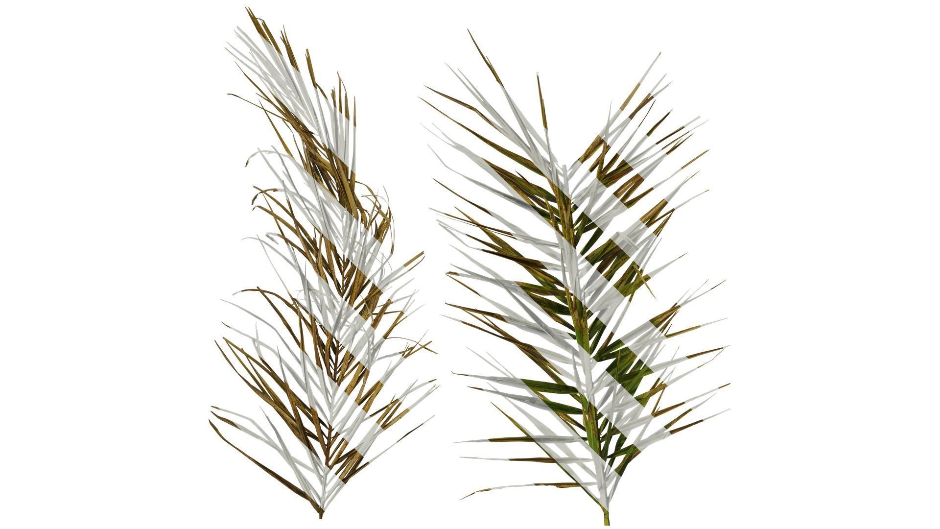 Anydrafts Phoenix canariensis Atlas 01 Texture