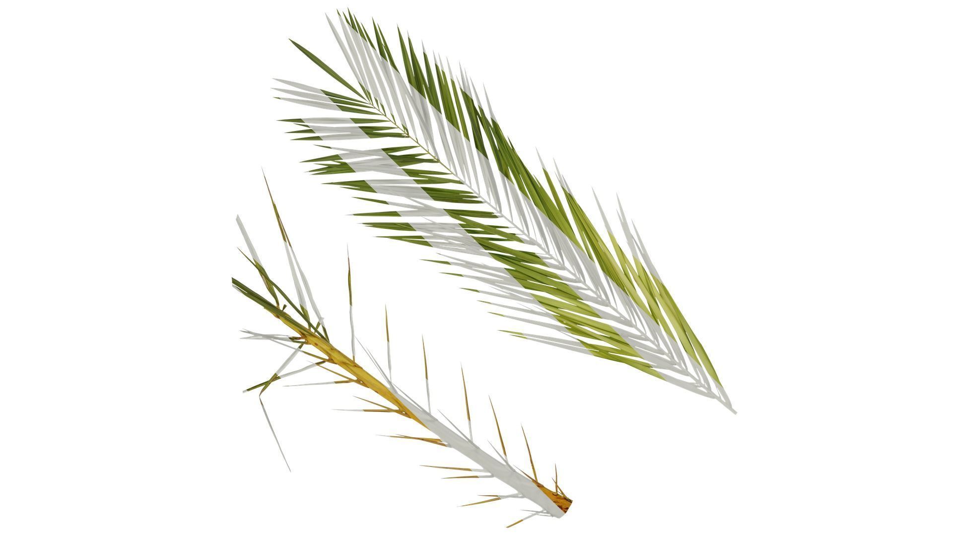 Anydrafts Phoenix canariensis Atlas 04 Texture