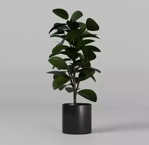 POtted plant Ficus elastica 2