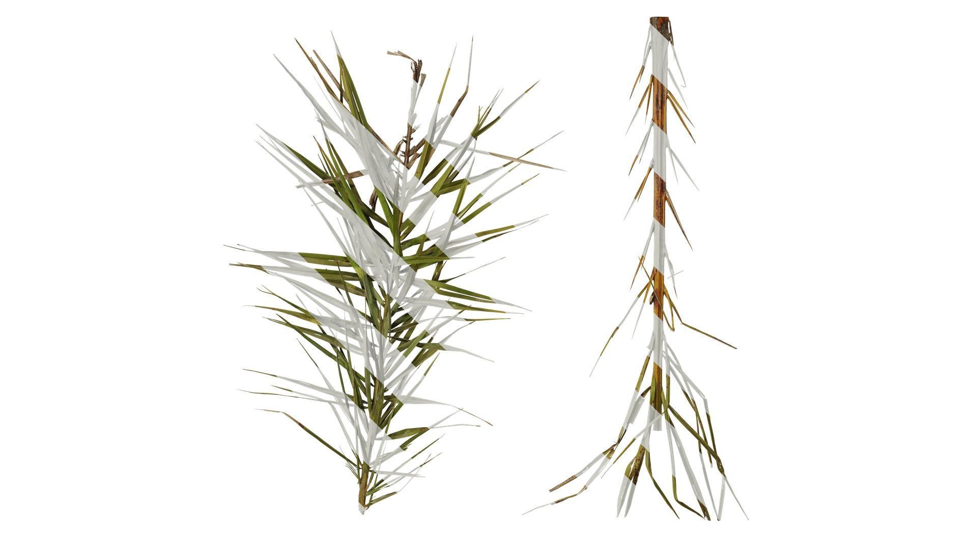Anydrafts Phoenix canariensis Atlas 09 Texture