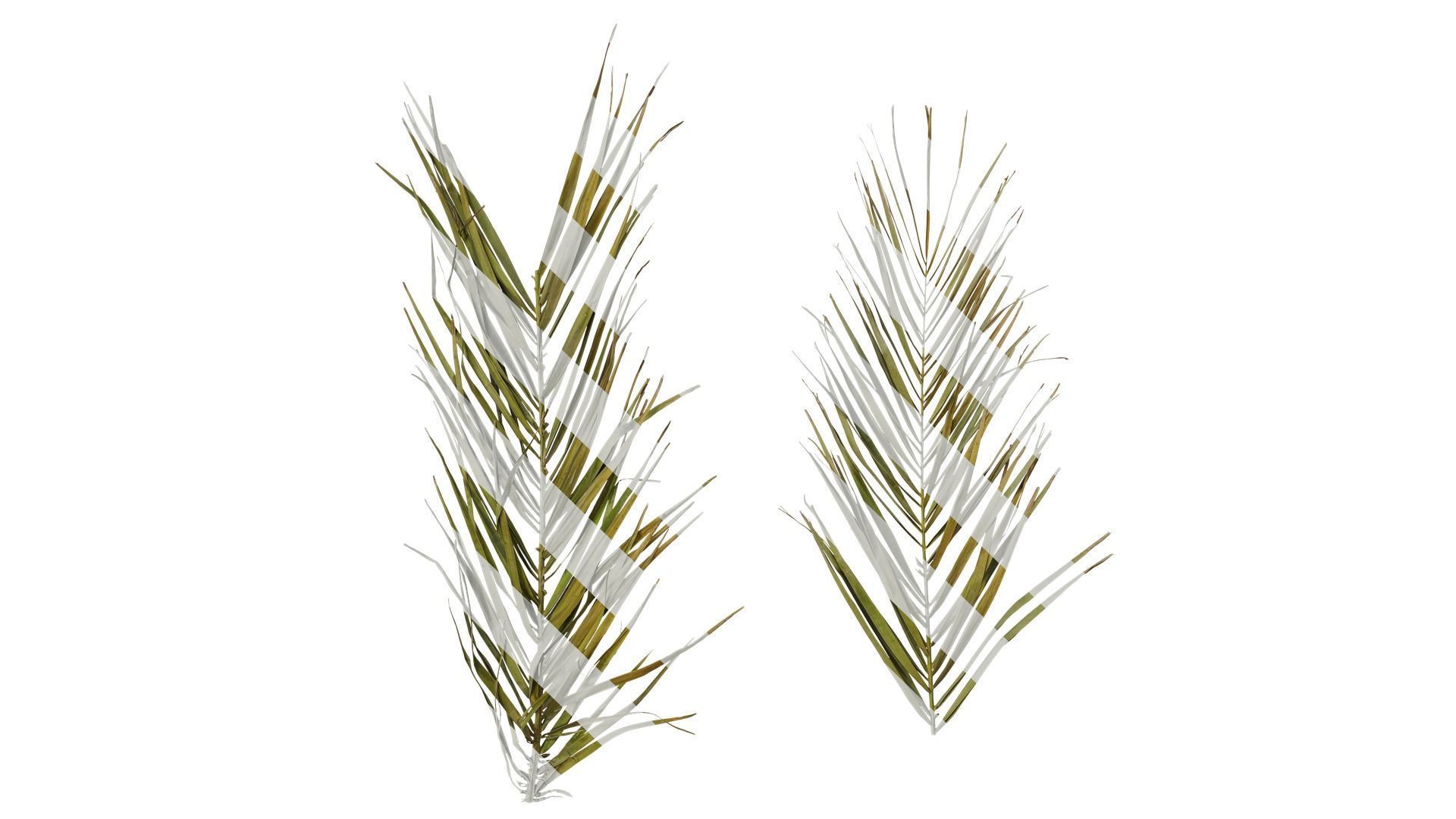 Anydrafts Phoenix canariensis Atlas 10 Texture