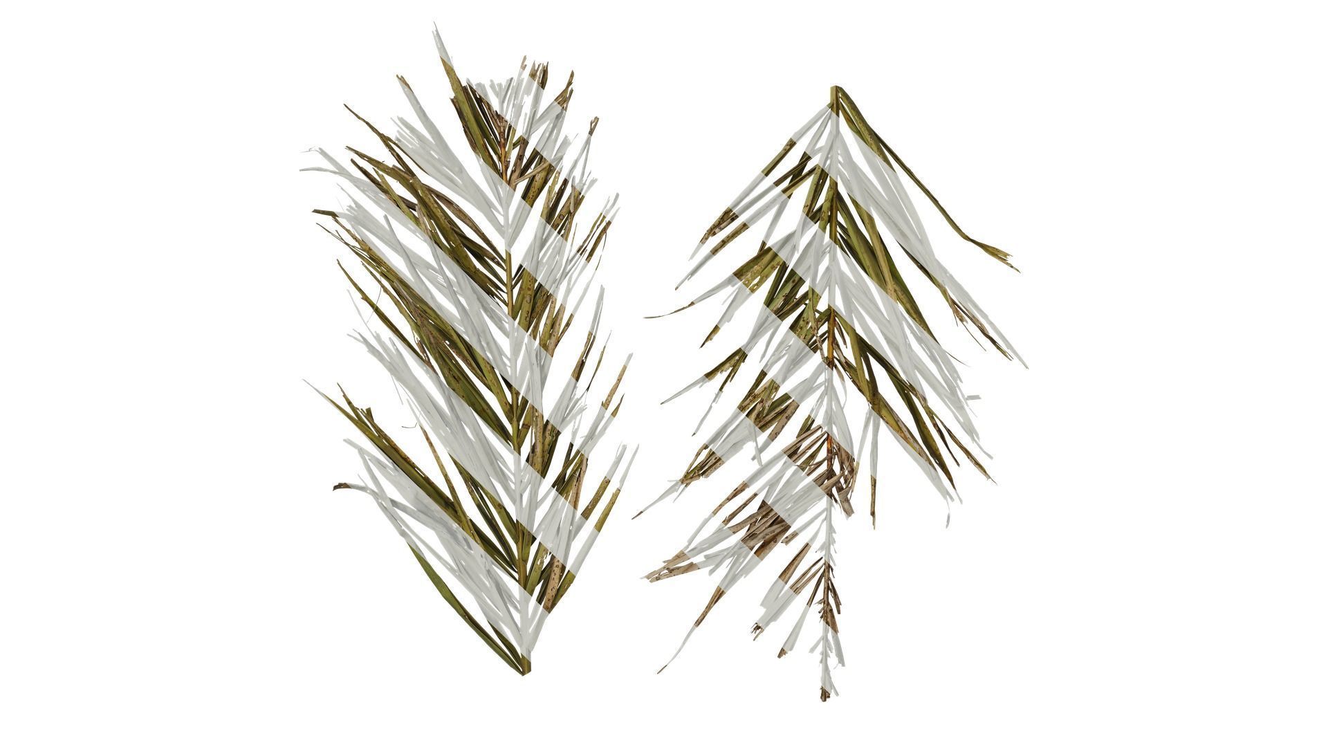 Anydrafts Phoenix canariensis Atlas 12 Texture