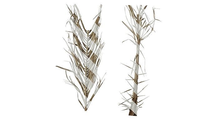 Anydrafts Phoenix canariensis Atlas 15 Texture