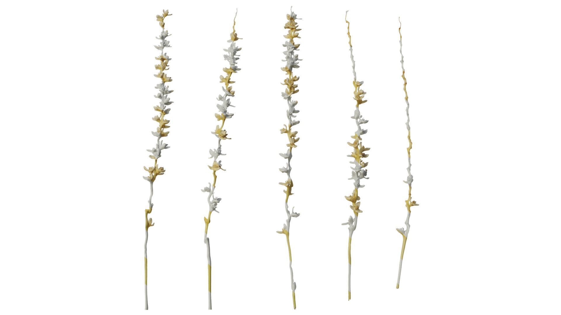 Anydrafts Phoenix canariensis Flower 02 Texture