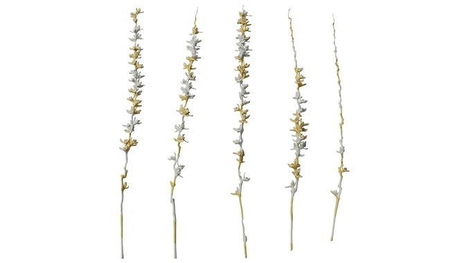 Anydrafts Phoenix canariensis Flower 02 Texture