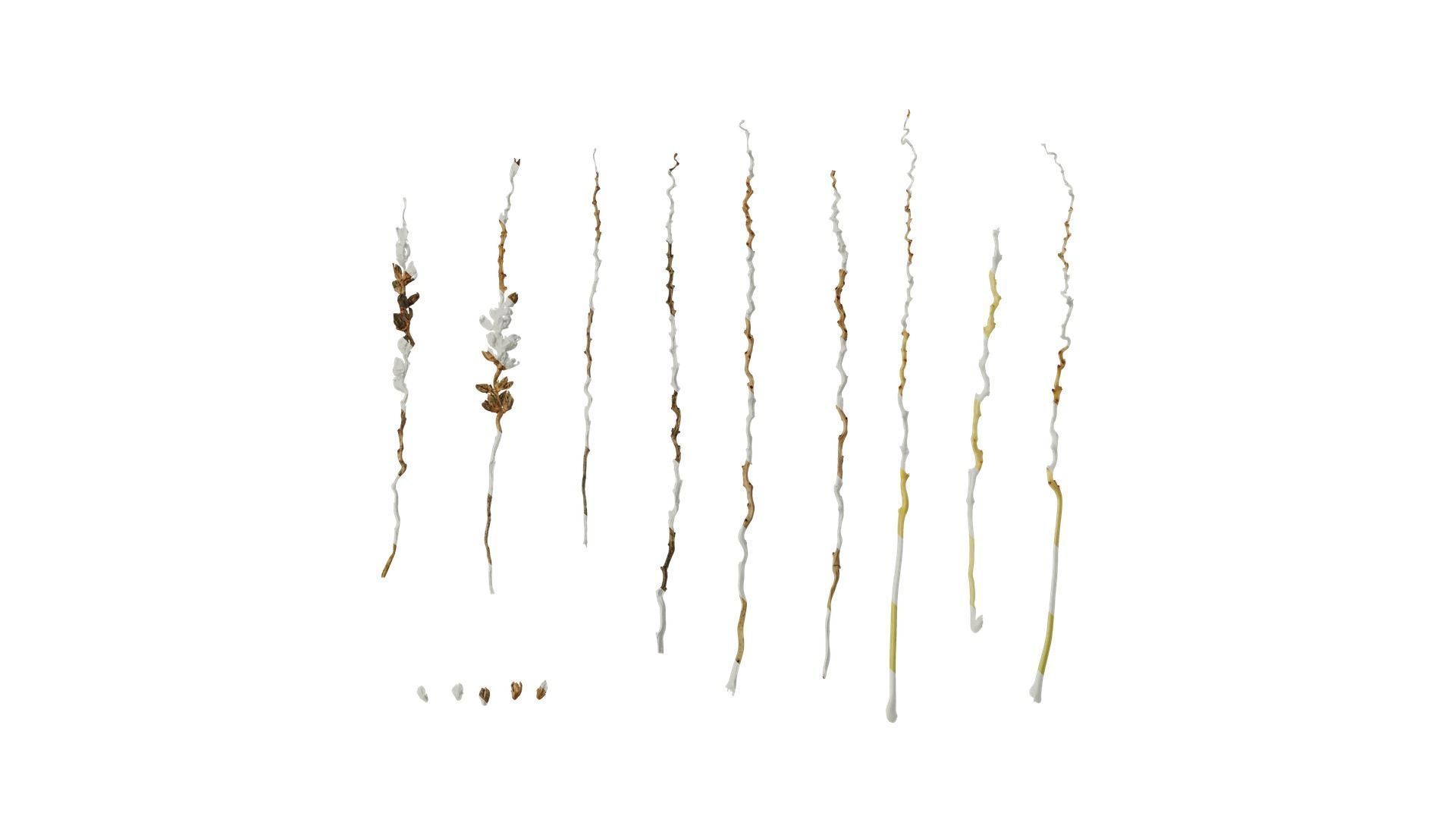 Anydrafts Phoenix canariensis Flower 04 Texture