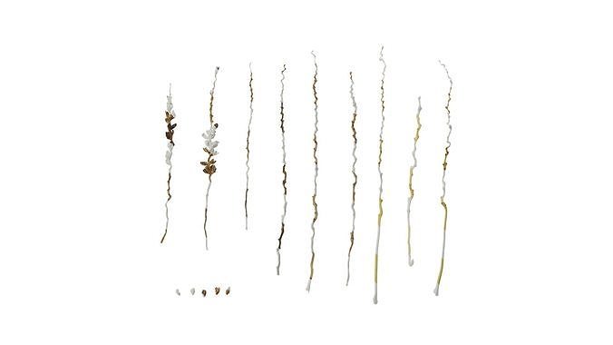 Anydrafts Phoenix canariensis Flower 04 Texture