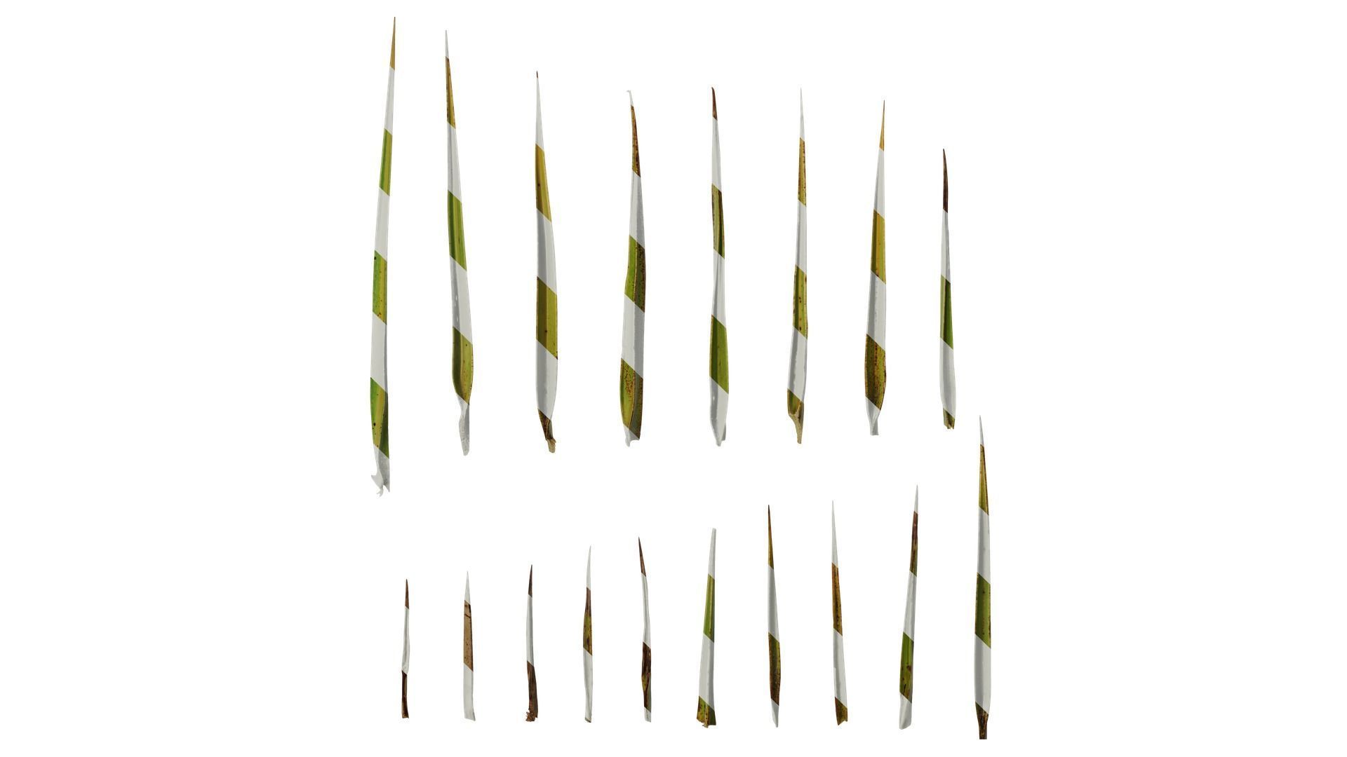Anydrafts Phoenix canariensis Leaf 02 Texture