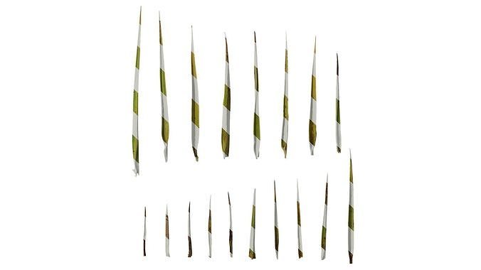 Anydrafts Phoenix canariensis Leaf 02 Texture