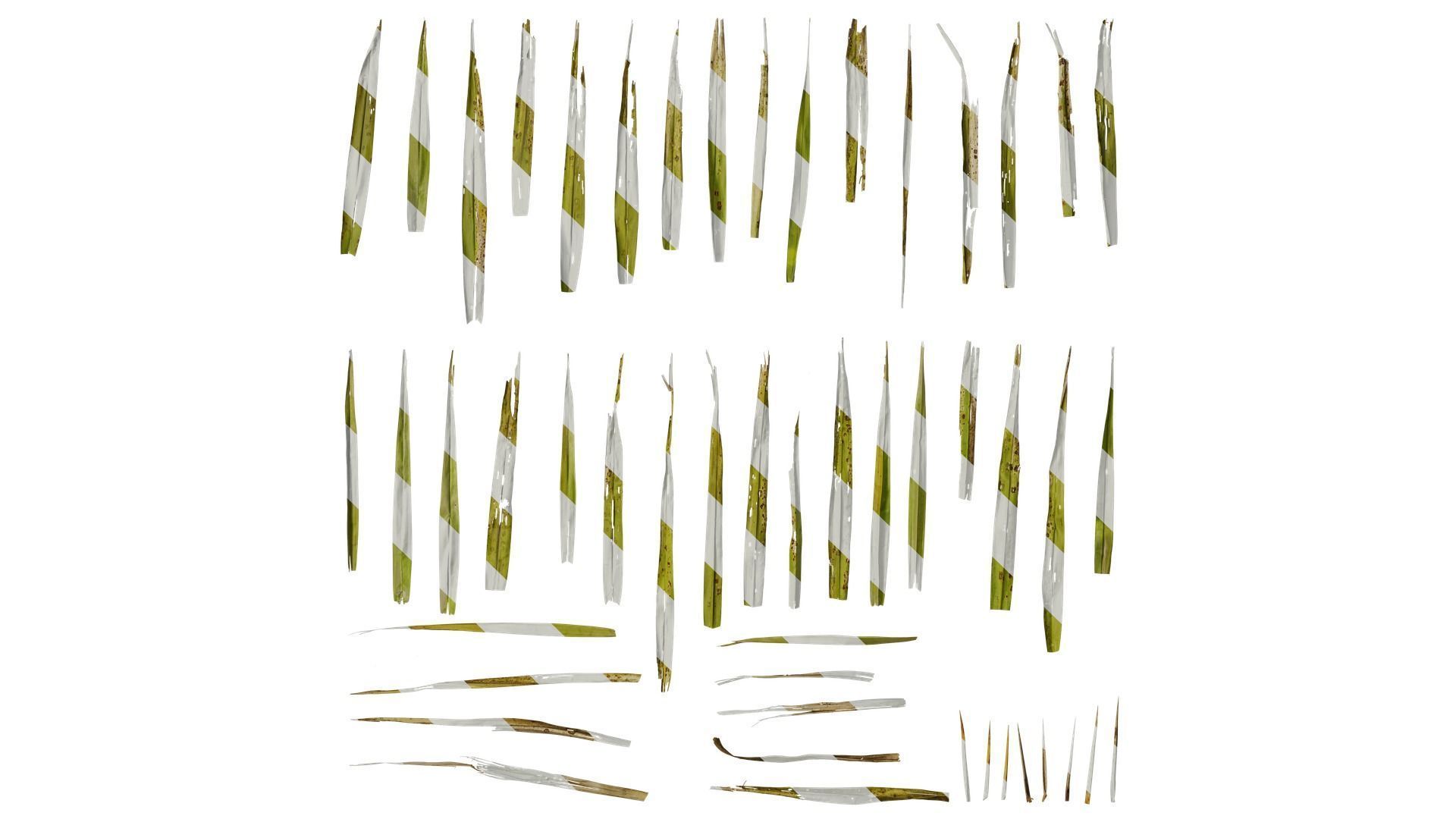 Anydrafts Phoenix canariensis Leaf 09 Texture