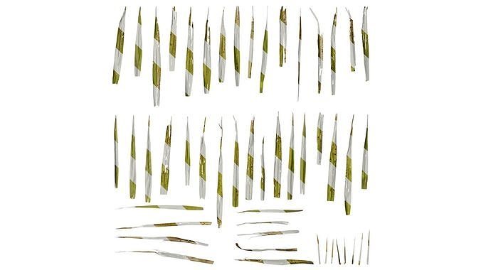 Anydrafts Phoenix canariensis Leaf 09 Texture