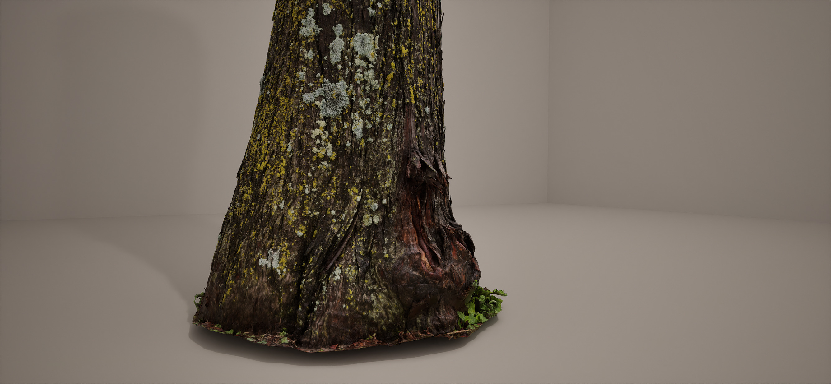 Bald Cypress Photoscan Processed and Source Included 3D model_1