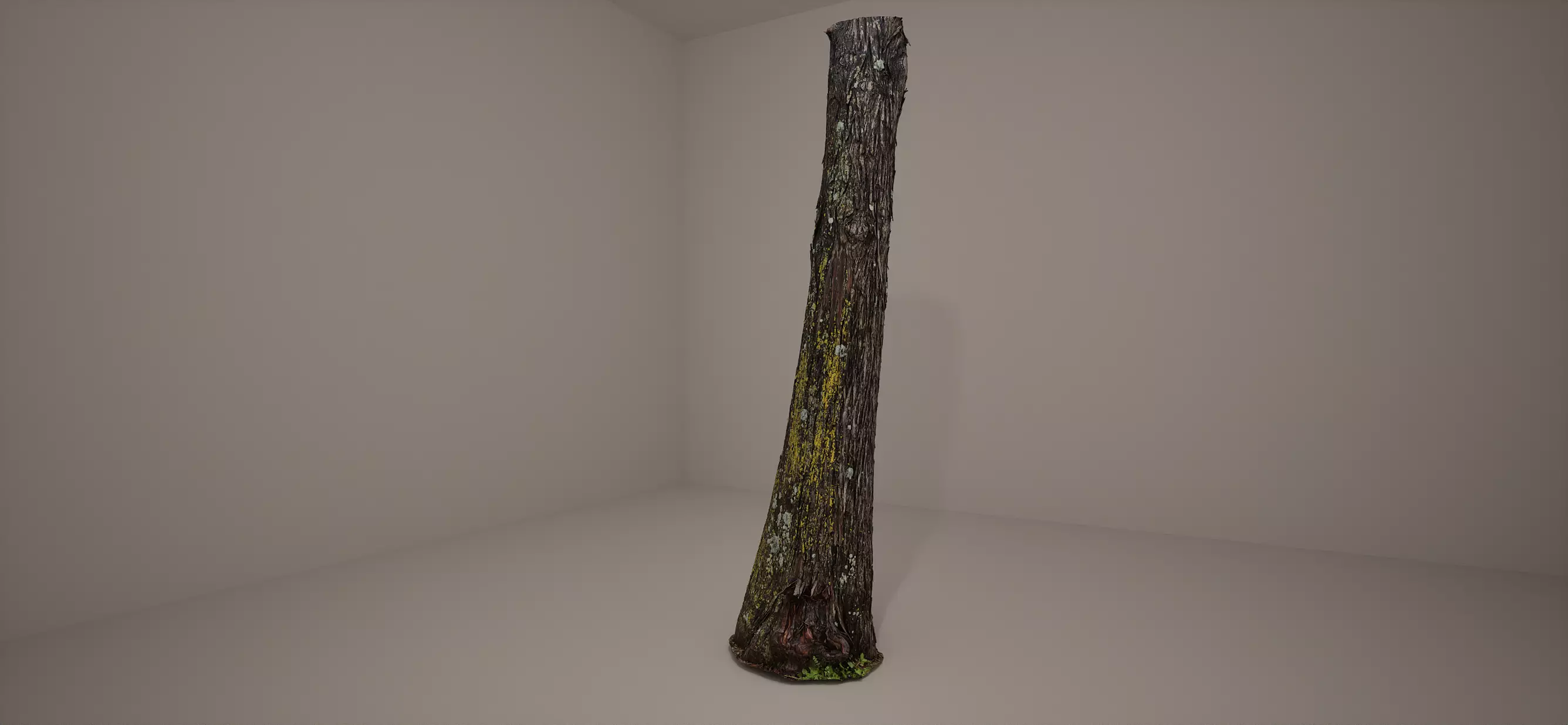 Bald Cypress Photoscan Processed and Source Included 3D model_0