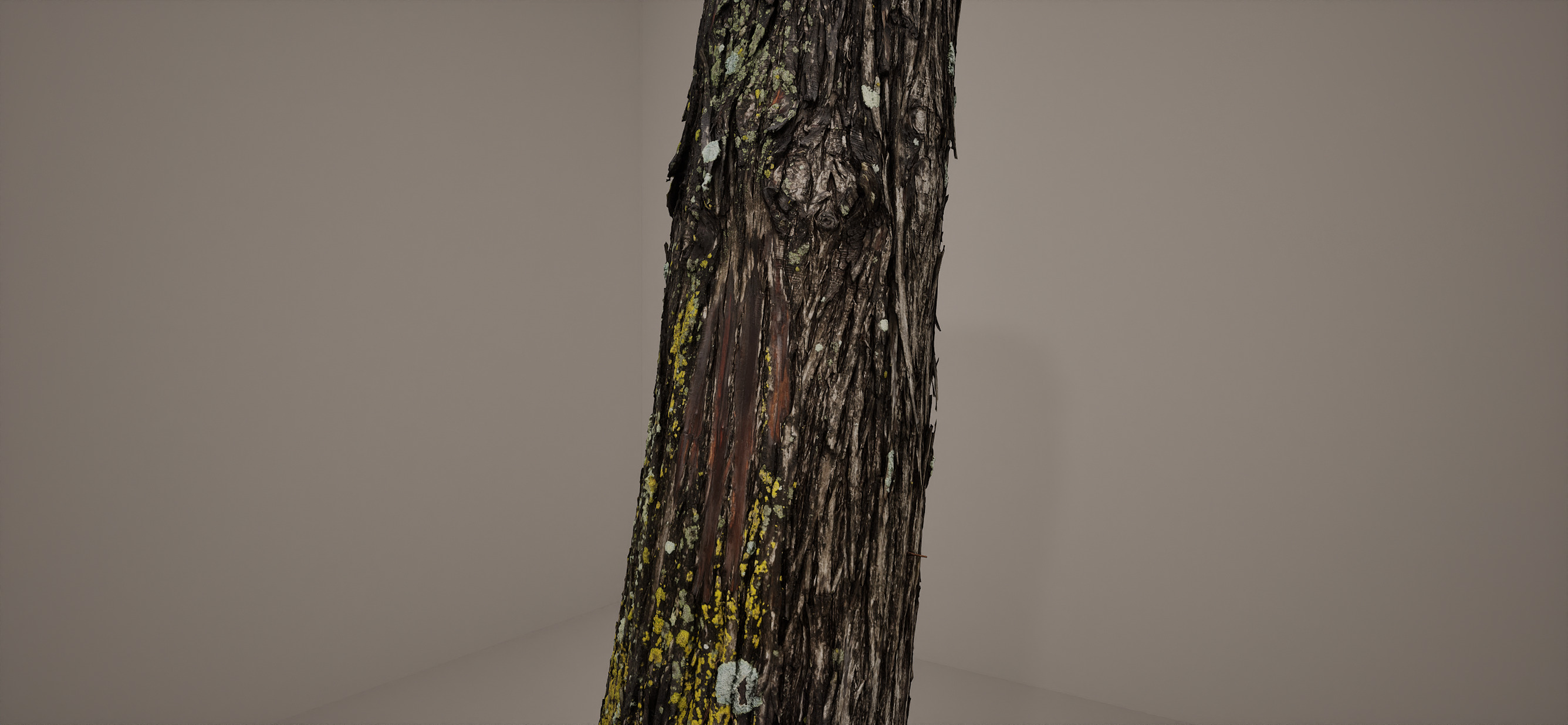 Bald Cypress Photoscan Processed and Source Included 3D model_2