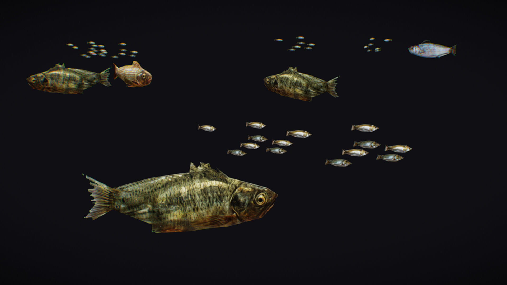 Fish Flock Fresh Water Fishes Animated Floating River Trout Low-poly 3D model_8