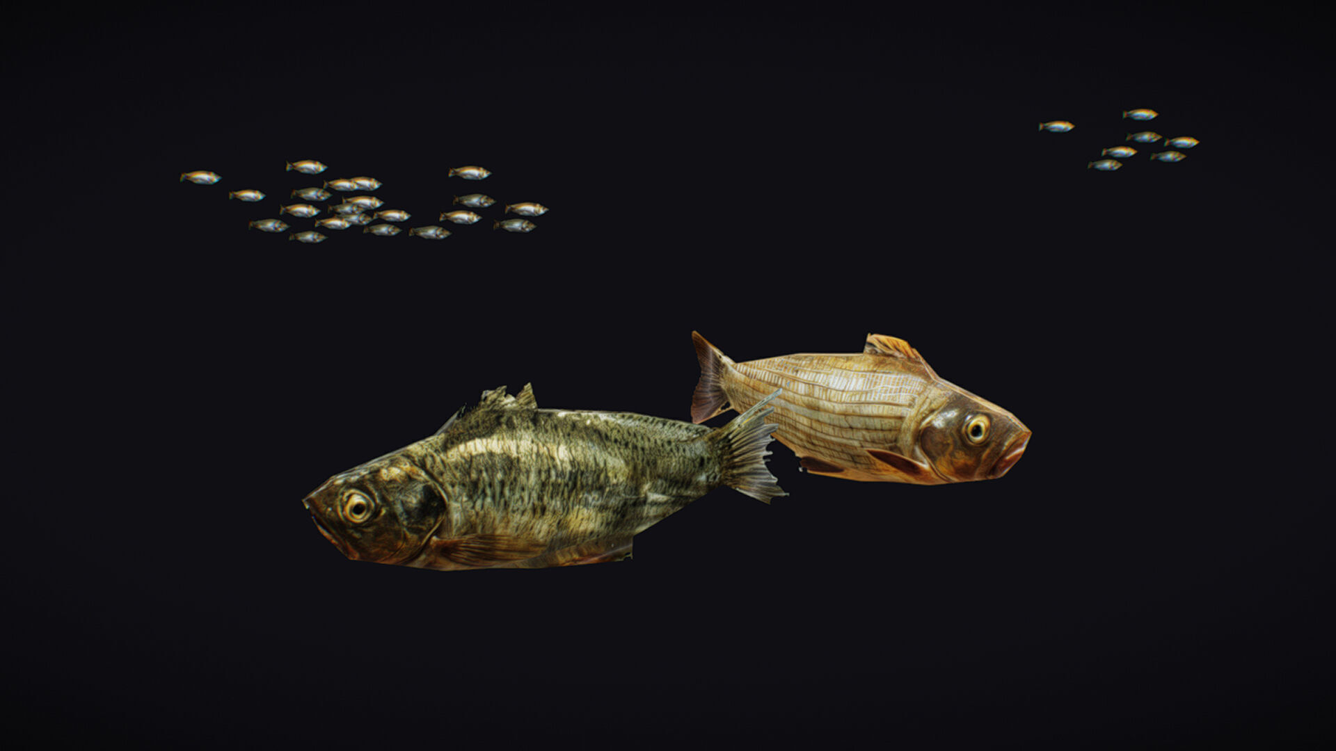 Fish Flock Fresh Water Fishes Animated Floating River Trout Low-poly 3D model_9