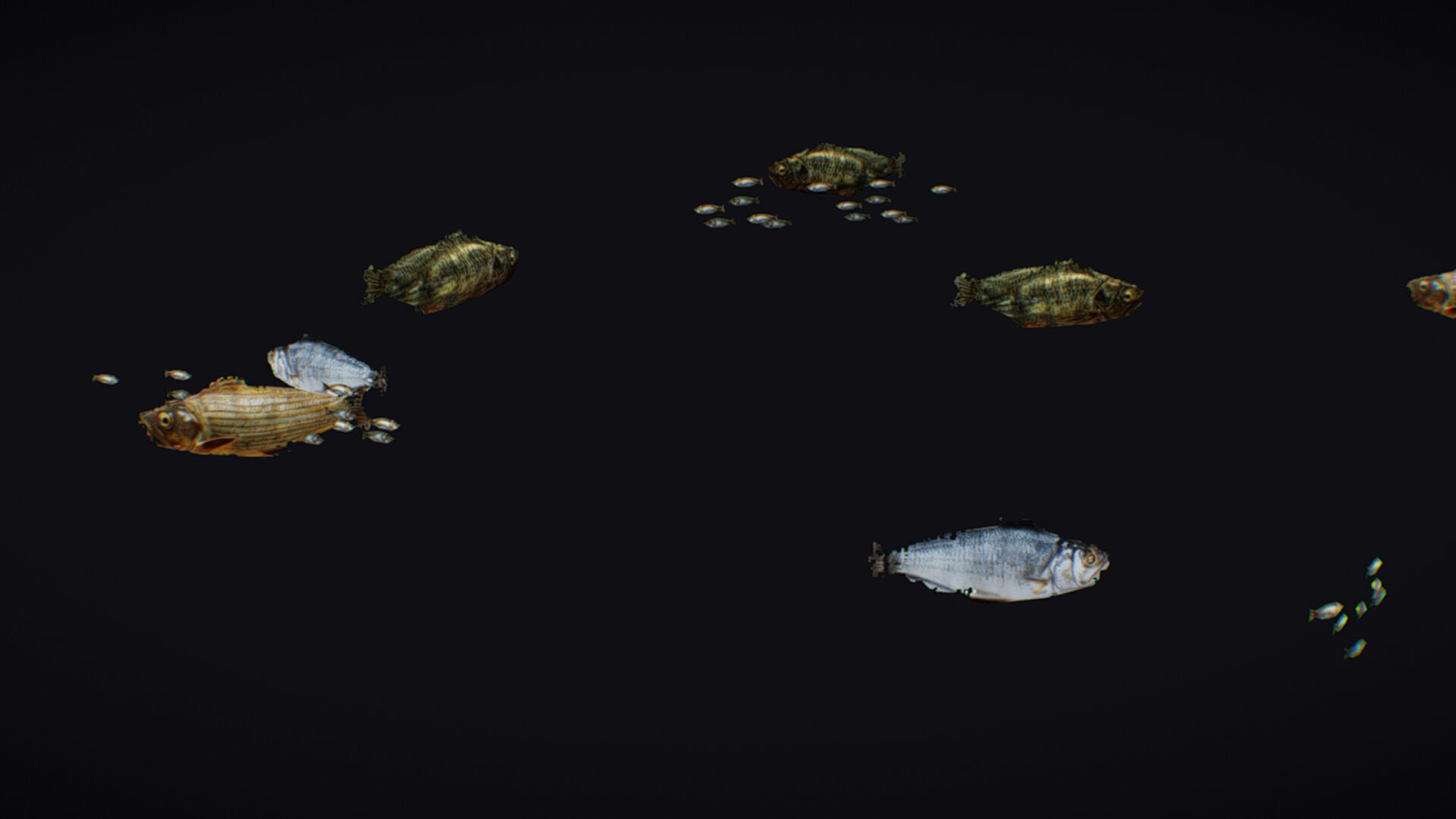 Fish Flock Fresh Water Fishes Animated Floating River Trout Low-poly 3D model_3