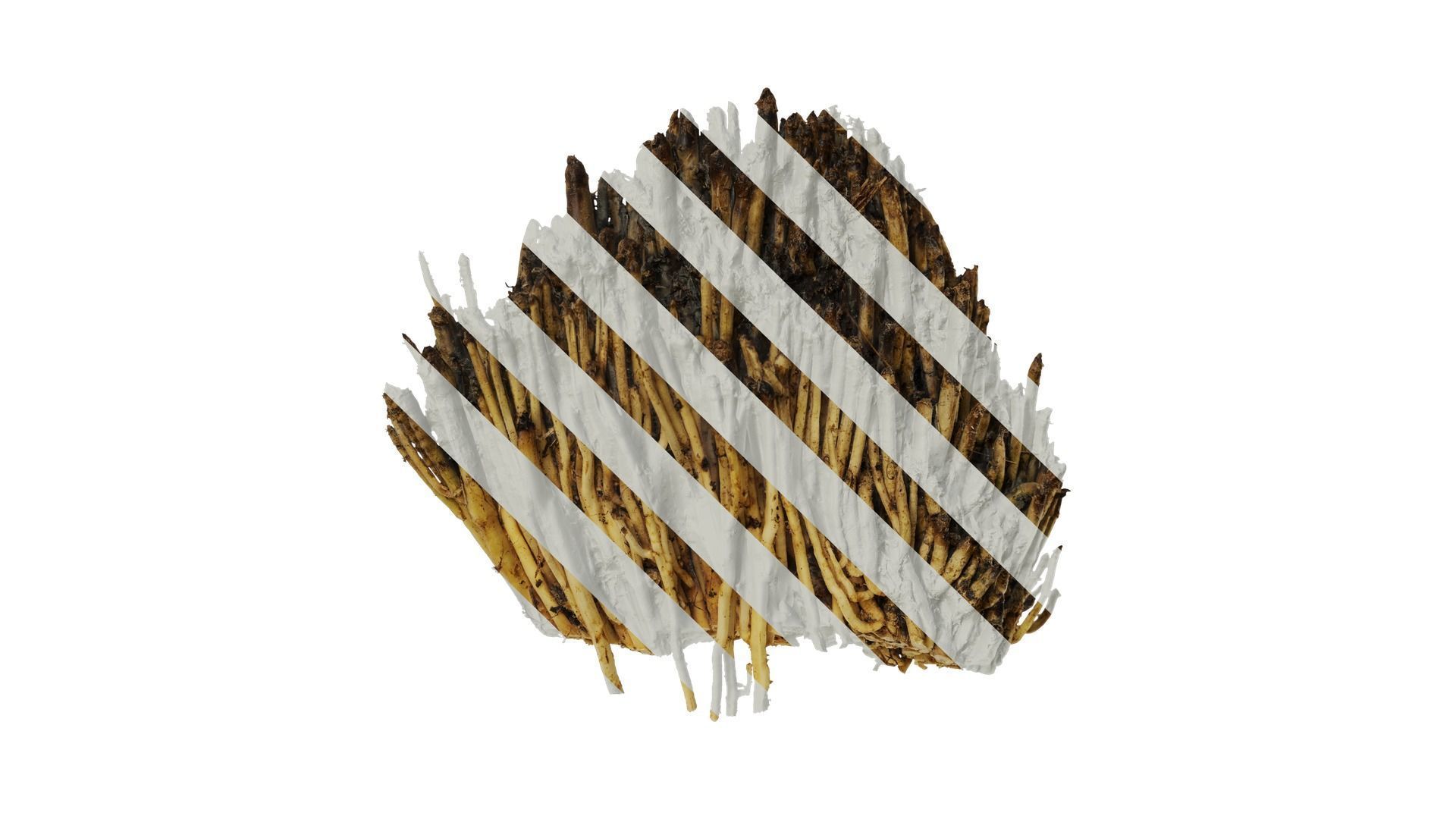 Anydrafts Phoenix dactylifera Root 02 Texture