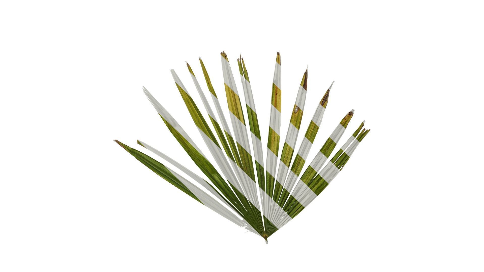 Anydrafts Rhapis excelsa Atlas 01 Texture