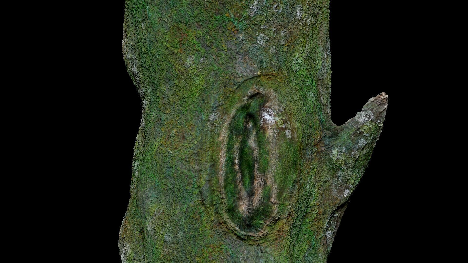 Dead Moss Tree Stump V2 Low-poly 3D model_12