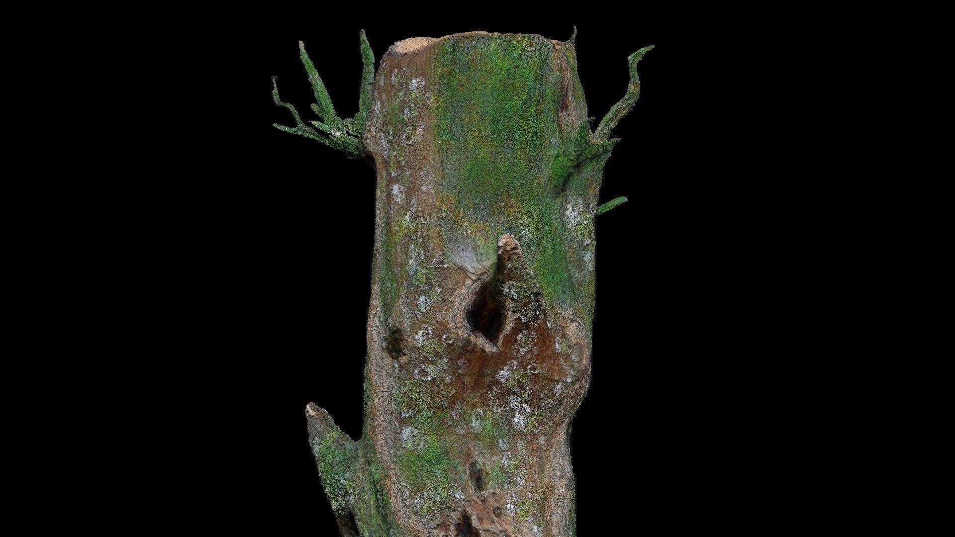 Dead Moss Tree Stump V2 Low-poly 3D model_10