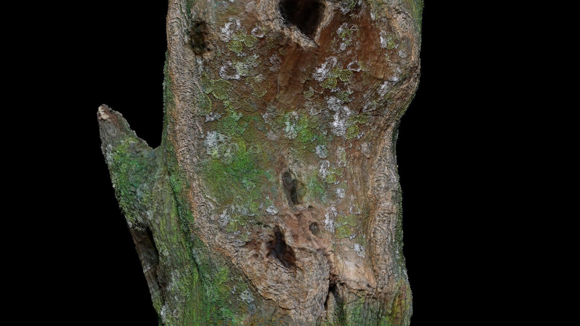 Dead Moss Tree Stump V2 Low-poly 3D model_11