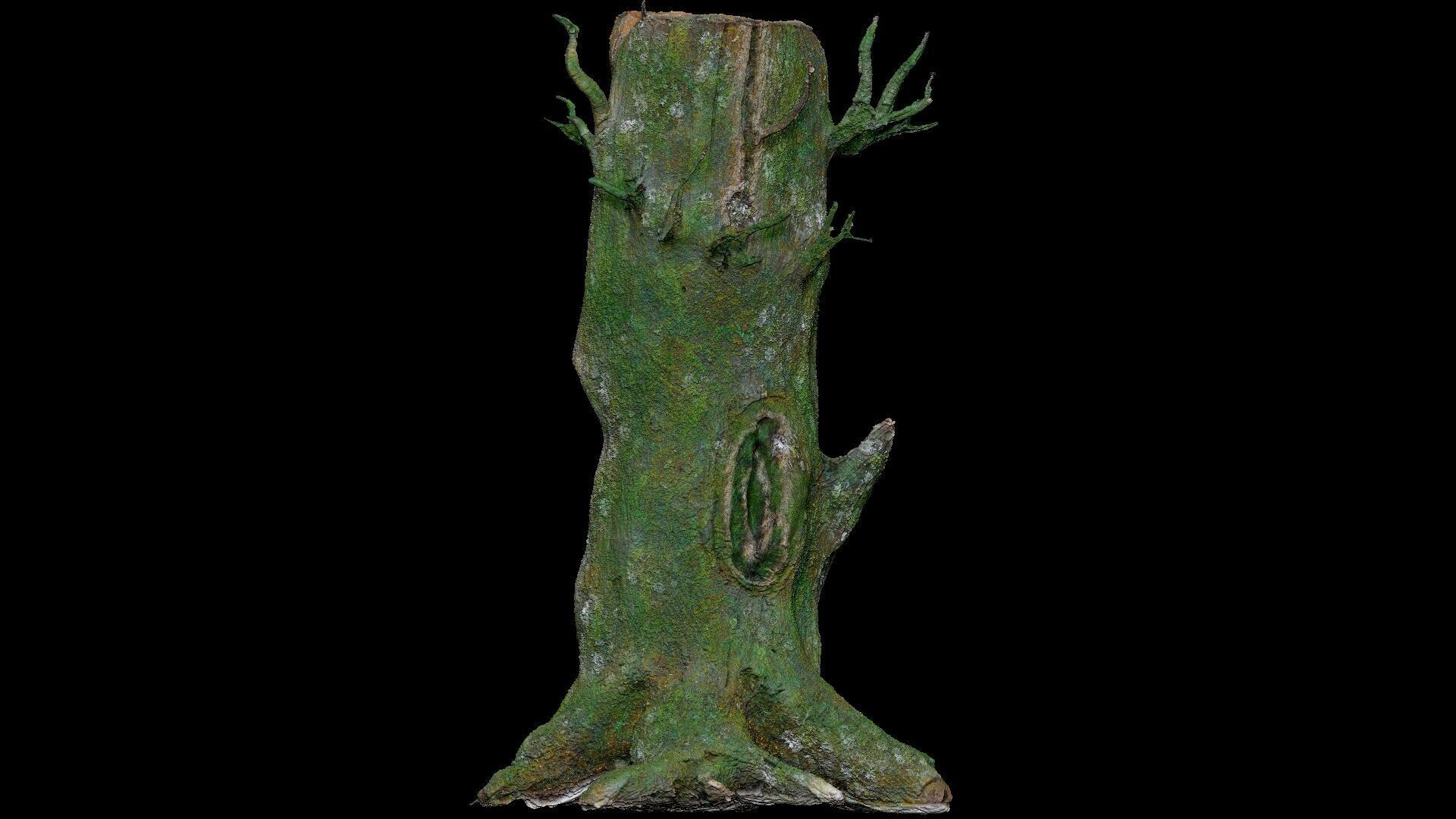 Dead Moss Tree Stump V2 Low-poly 3D model_13