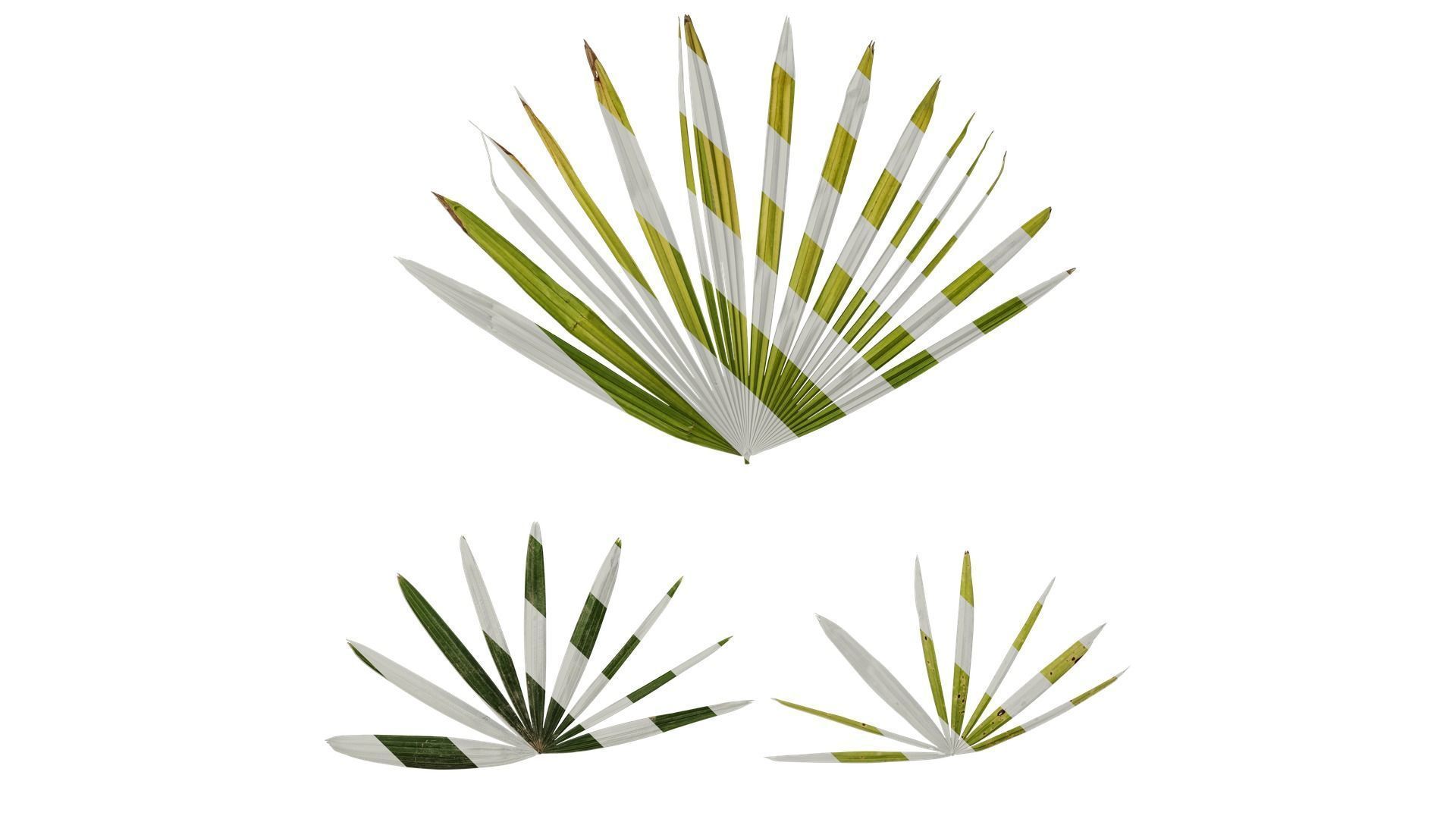 Anydrafts Rhapis excelsa Atlas 04 Texture