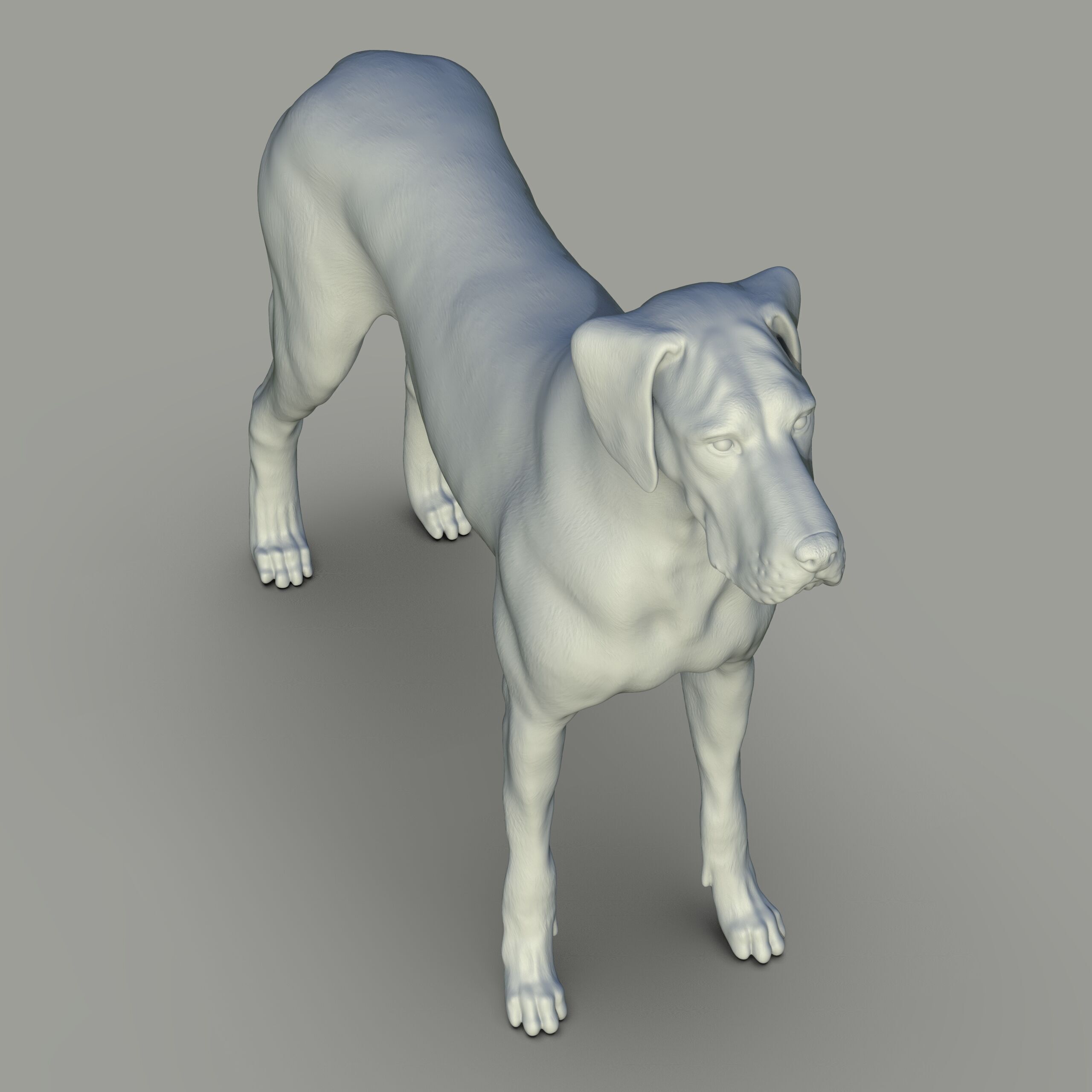 Gran danes Perro 3D print model_2