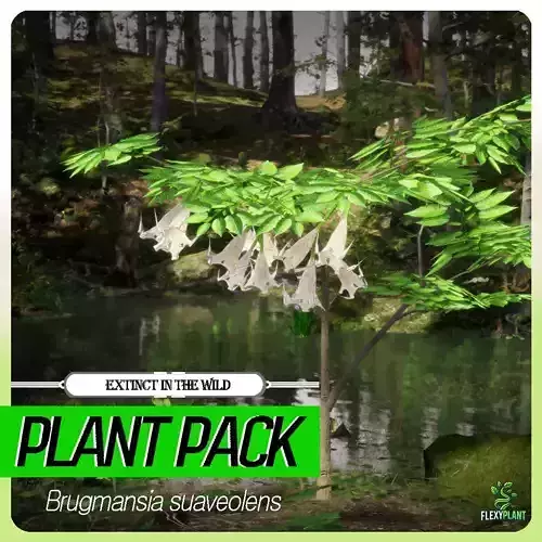 Extinct in the Wild Plant - 4 Brugmansia suaveolens Flower Tree