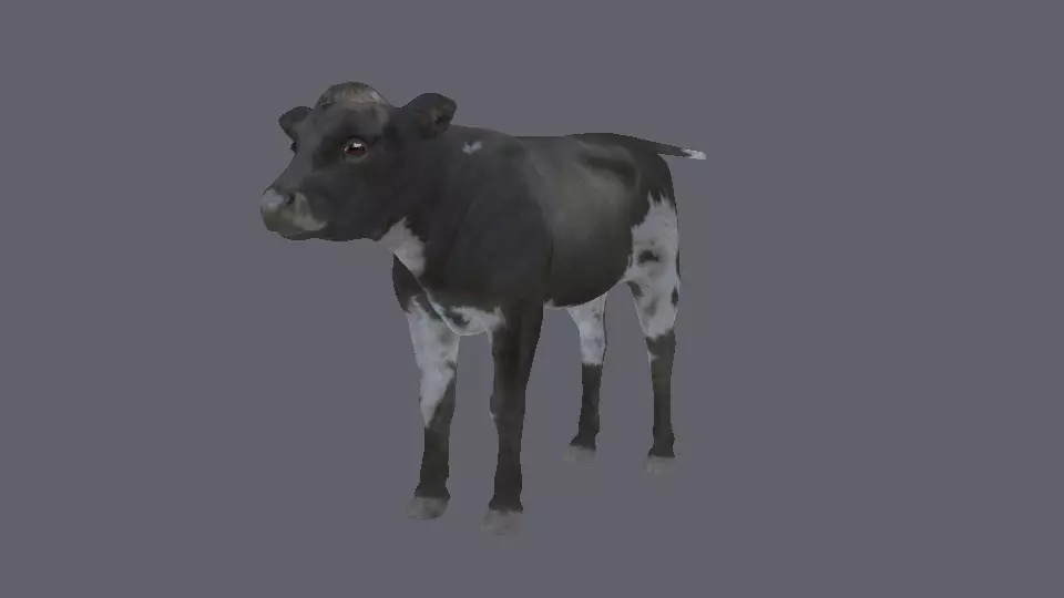 3D animal cow   calf    bull maya fbx  3D model_0