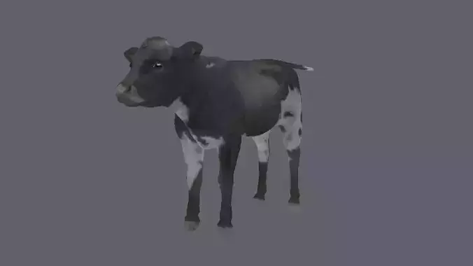3D animal cow   calf    bull maya fbx 