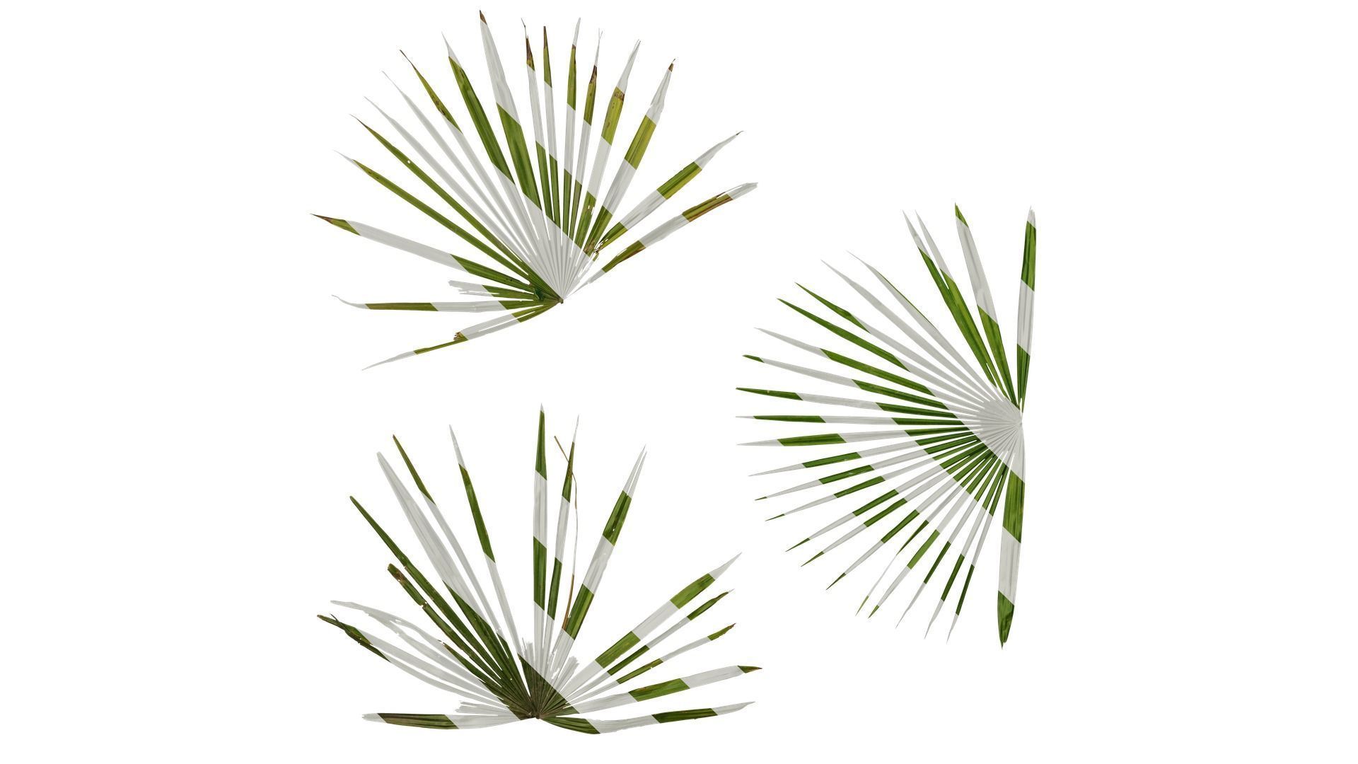 Anydrafts Rhapis excelsa Atlas 05 Texture