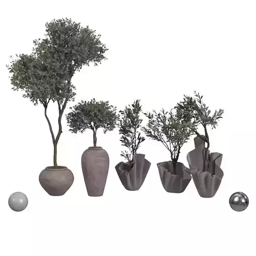 Mission Olive Tree Indoor Vase