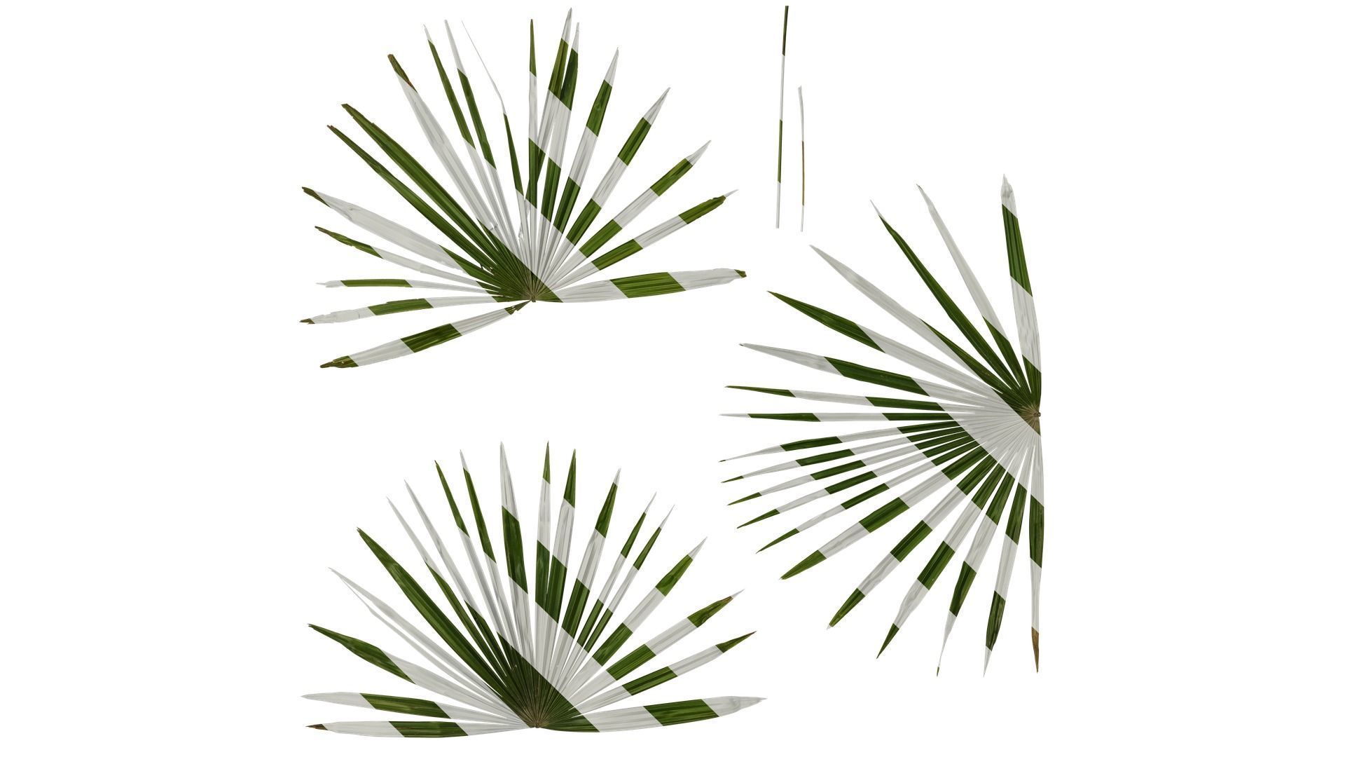 Anydrafts Rhapis excelsa Atlas 06 Texture